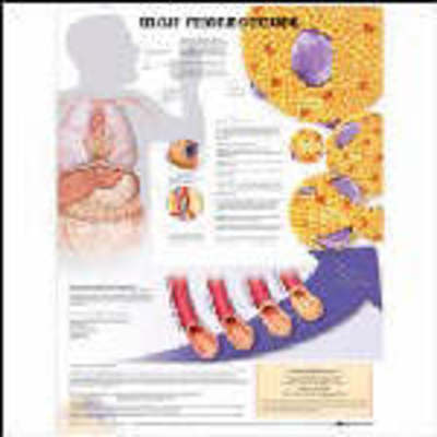 Cover for Anatomical Chart Com · High Cholesterol Anatomical Chart (N/A)