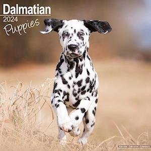 Dalmatian Puppies Calendar 2024 Square Dog Puppy Breed Wall Calendar