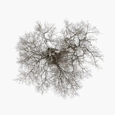 John Metcalfe · Tree (LP) (2023)