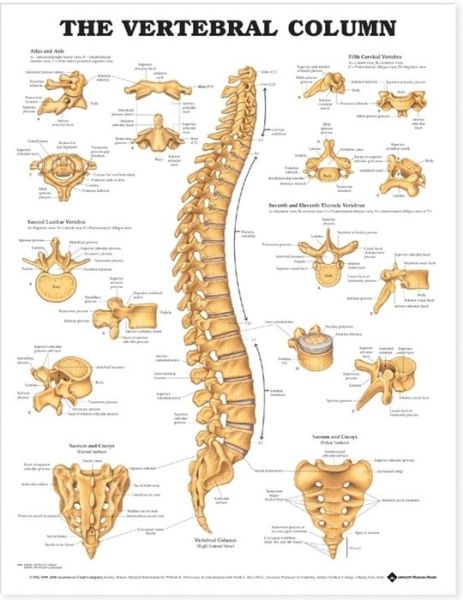 Cover for Anatomical Chart Com · The Vertebral Column Anatomical Chart (Map) (2000)