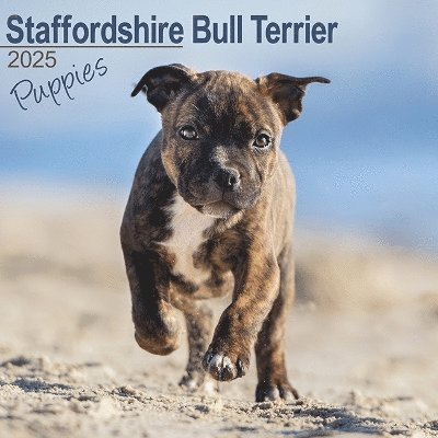 Cover for Staffordshire Bull Terrier Puppies Calendar 2025 Square Dog Puppy Breed Wall Calendar - 16 Month (Kalender) (2024)