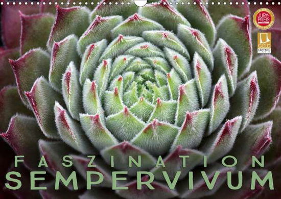 Cover for Cross · Faszination Sempervivum (Wandkale (Book)