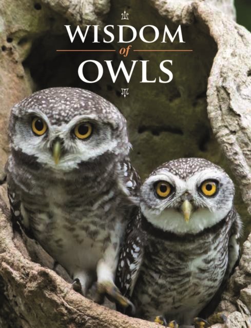 Cover for Wisdom of Owls (Inbunden Bok) (2024)