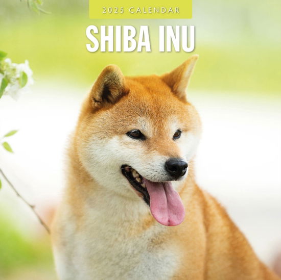 Cover for Red Robin · Shiba Inu 2025 Square Wall Calendar (Paperback Book) (2024)