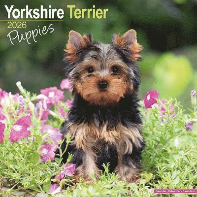 Cover for Yorkshire Terrier Puppies Calendar 2026  Square Dog Puppy Breed Wall Calendar - 16 Month (Calendar) (2025)