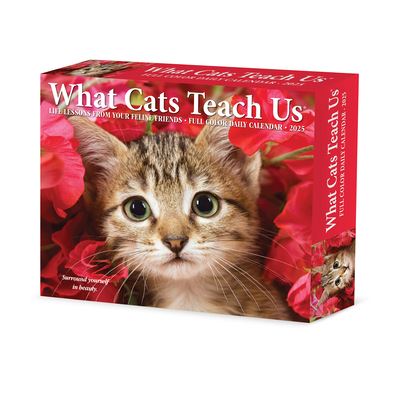 Cover for Willow Creek Press · What Cats Teach Us 2025 6.2 X 5.4 Box Calendar (Kalender) (2024)