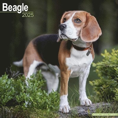 Cover for Beagle Calendar 2025 Square Dog Breed Wall Calendar - 16 Month (Kalender) (2024)