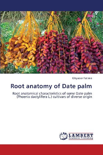 Cover for Ghyaoor Fatima · Root Anatomy of Date Palm: Root Anatomical Characteristics of Some Date Palm (Phoenix Dactylifera L.) Cultivars of Diverse Origin (Pocketbok) (2013)