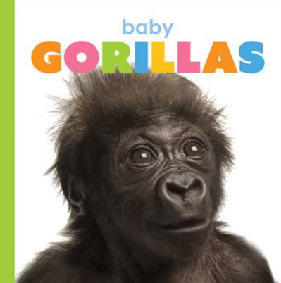 Baby Gorillas - Kate Riggs - Books - Creative Company, The - 9781628328110 - February 18, 2020