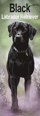 Black Labrador Retriever Slim Calendar 2025 Dog Breed Slimline Calendar - 12 Month (Kalender) (2024)