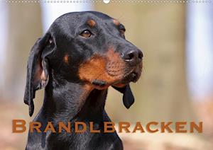 Brandlbracken (Wandkalender 2020 D - Berg - Bøger -  - 9783670468110 - 