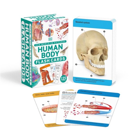 Our World in Pictures Human Body Flash Cards - DK Our World in Pictures - Dk - Bücher - Dorling Kindersley Ltd - 9780241620113 - 2. November 2023