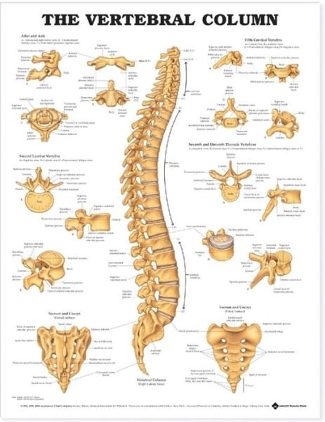 Cover for Anatomical Chart Com · The Vertebral Column Anatomical Chart (Map) (2000)
