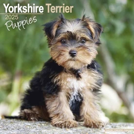 Cover for Yorkshire Terrier Puppies Calendar 2025  Square Dog Puppy Breed Wall Calendar - 16 Month (Calendar) (2024)