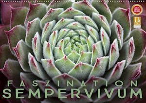 Cover for Cross · Faszination Sempervivum (Wandkale (Book)