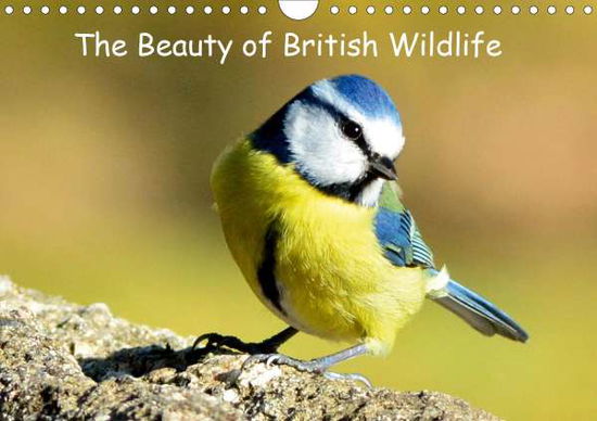 Cover for Bradbury · The Beauty of British Wildlife (Book)