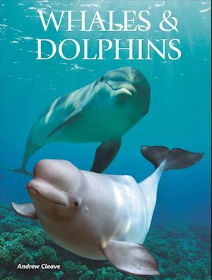 Cover for Andrew Cleave · Whales and Dolphins - Creatures of the Ocean (Hardcover Book) (2019)