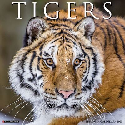 Willow Creek Press · Tigers 2025 12 X 12 Wall Calendar (Kalender) (2024)