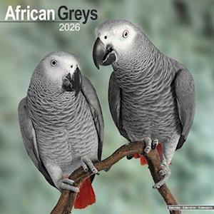 Cover for African Greys Calendar 2026  Square Bird Wall Calendar - 16 Month (Calendar) (2025)