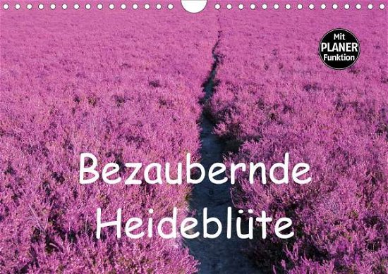 Cover for Valentino · Bezaubernde Heideblüte (Wandk (Bog)