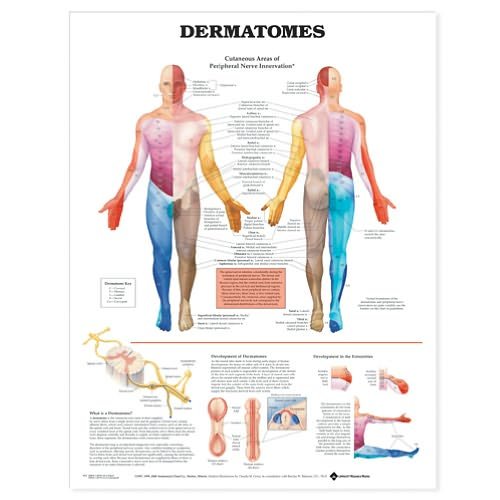 Cover for Acc 8022pl1.5 · Dermatomes Anatomical Chart (Map) (2000)