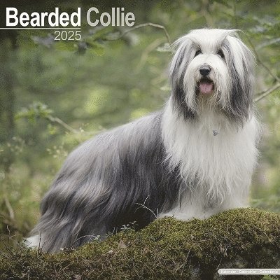 Cover for Bearded Collie Calendar 2025 Square Dog Breed Wall Calendar - 16 Month (Kalender) (2024)