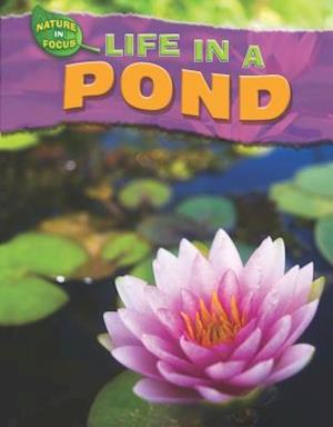 Cover for Adam Hibbert · Life in a pond (Book) (2010)