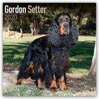 Cover for Avonside Publishing Ltd · Kal. Gordon Setter 2020 (Book) (2019)