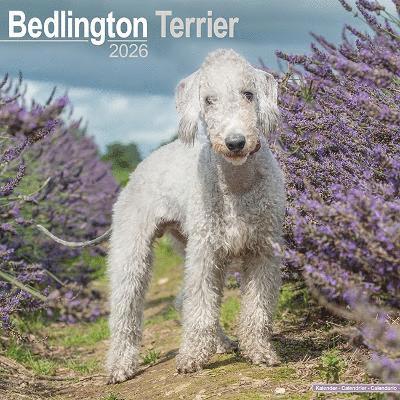 Cover for Bedlington Terrier Calendar 2026  Square Dog Breed Wall Calendar - 16 Month (Calendar) (2025)