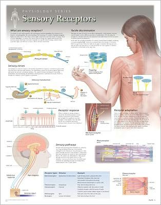 Cover for Scientific Publishing · Sensory Receptors Laminated Poster (Map) (2013)