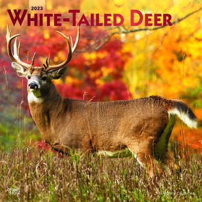 Cover for Browntrout · White Tailed Deer 2023 Square Foil (Calendar) (2022)