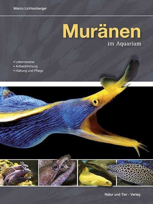 Cover for Lichtenberger · Muränen im Aquarium (Book)