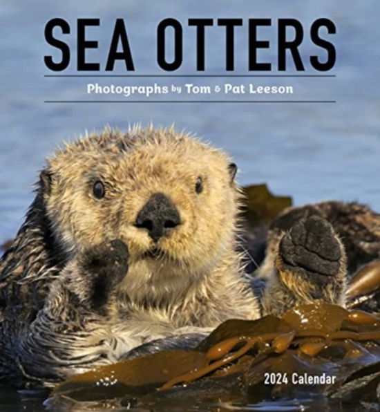 Sea Otters: Photographs by Tom and Pat Leeson 2024 Wall Calendar - Pomegranate - Książki - Pomegranate - 9781087507118 - 15 lipca 2023