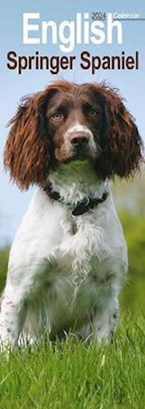 English Springer Spaniel Slim Calendar 2024 Dog Breed Slimline Calendar   9781804602119 