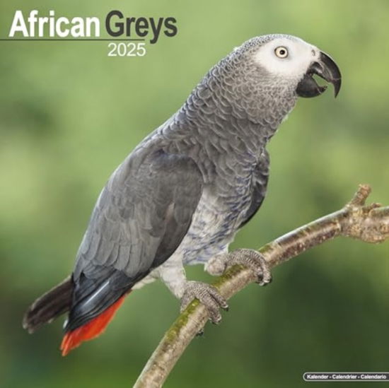 Cover for African Greys Calendar 2025  Square Bird Wall Calendar - 16 Month (Calendar) (2024)