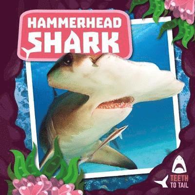 Cover for Robin Twiddy · Hammerhead Shark: Teeth to Tail (Hardcover Book) (2019)