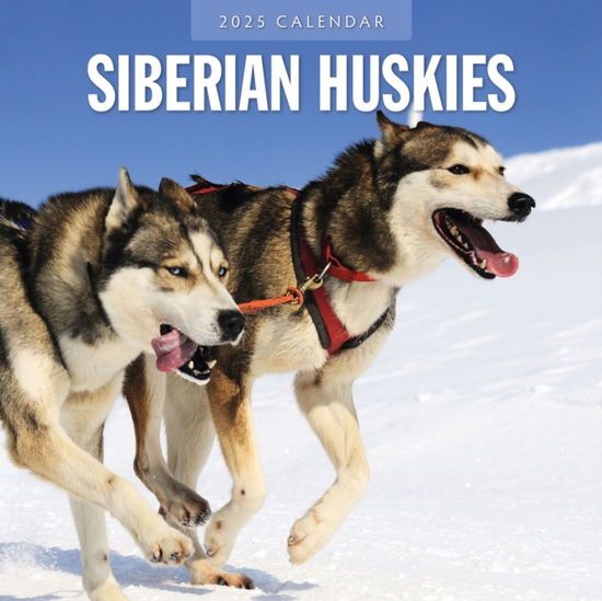 Cover for Red Robin · Siberian Huskies 2025 Square Wall Calendar (Paperback Book) (2024)