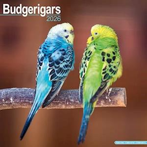 Cover for Budgerigars Calendar 2026  Square Bird Wall Calendar - 16 Month (Calendar) (2025)