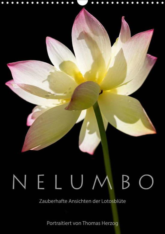 Cover for Herzog · N E L U M B O - Zauberhafte Ansi (Book)