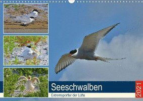 Cover for Schaack · Seeschwalben - Extremsportler d (Book)