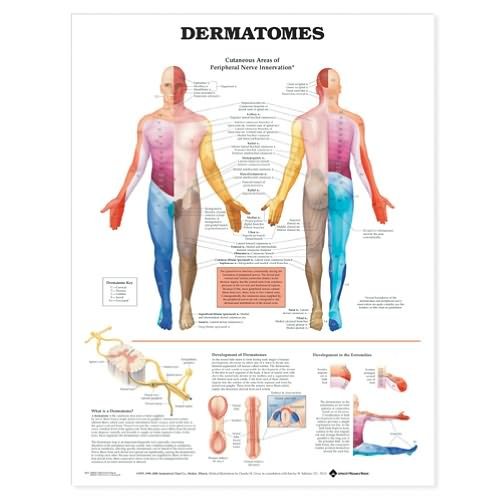 Cover for Anatomical Chart Com · Dermatomes Anatomical Chart (Map) (2004)