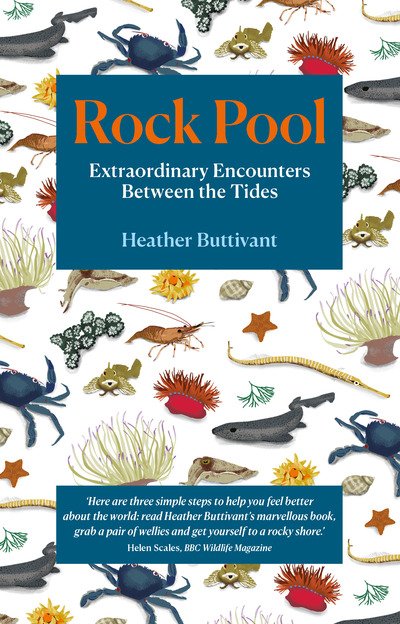 Cover for Heather Buttivant · Rock Pool: Extraordinary Encounters Between the Tides (Paperback Book) (2020)