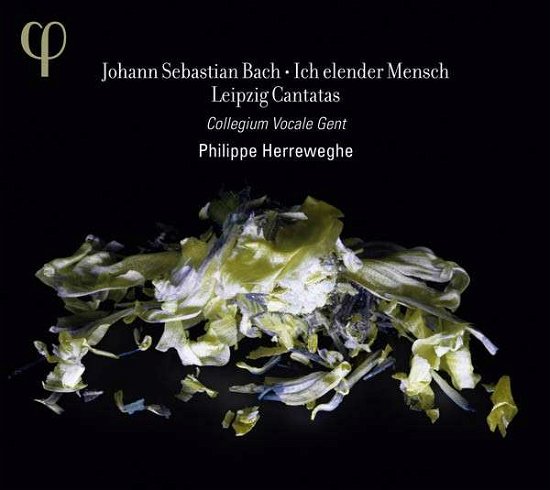 Ich Elender Mensch: Leipzig Cantatas - Bach / Collegium Vocale Gent / Herreweghe - Música - PHI - 5400439000124 - 25 de febrero de 2014