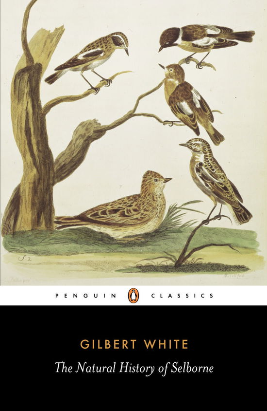 The Natural History of Selborne - Gilbert White - Książki - Penguin Books Ltd - 9780140431124 - 26 maja 1977