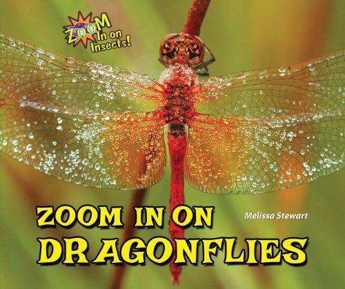 Cover for Melissa Stewart · Zoom in on Dragonflies (Zoom in on Insects!) (Innbunden bok) (2014)