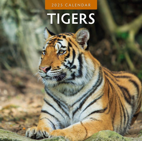 Cover for Red Robin · Tigers 2025 Square Wall Calendar (Paperback Book) (2024)