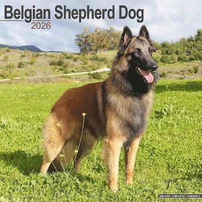 Cover for Belgian Shepherd Dog Calendar 2026  Square Dog Breed Wall Calendar - 16 Month (Calendar) (2025)