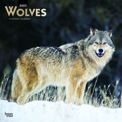 Cover for Browntrout · Wolves 2023 Square Foil Calendar (Calendar) (2022)