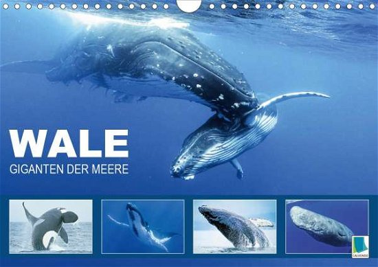 Giganten der Meere (Wandkalender - Wale - Bøger -  - 9783670823124 - 