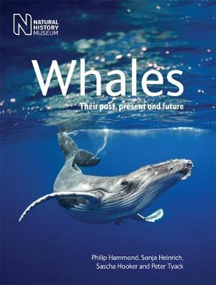 Whales: Their Past, Present and Future - Philip Hammond - Books - The Natural History Museum - 9780565094126 - July 13, 2017